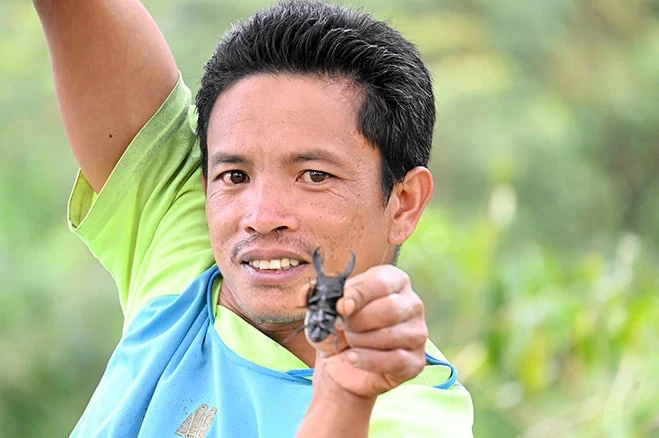 Kumbang Indonesia Jadi Komoditas Laris di Jepang